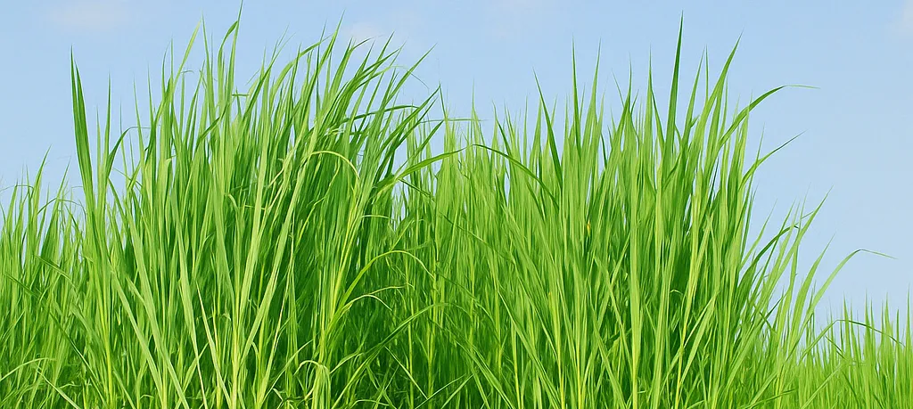 napier grass