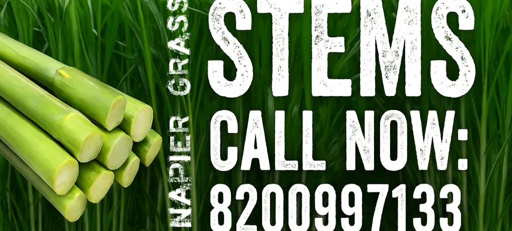 Napier Grass Stems for sale