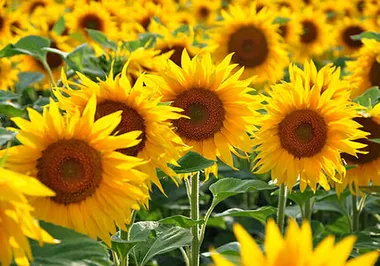 Edible, Non-Edible Oil & Seed